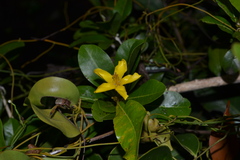 Hugonia mystax